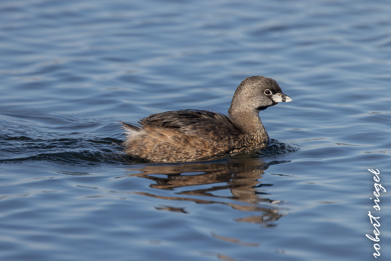 shoreline park